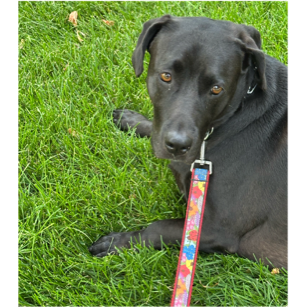 A dog lying on grass
Description automatically generated A dog lying on grass
Description automatically generated