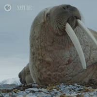 Pbs Nature Walrus GIF by Nature on PBS
