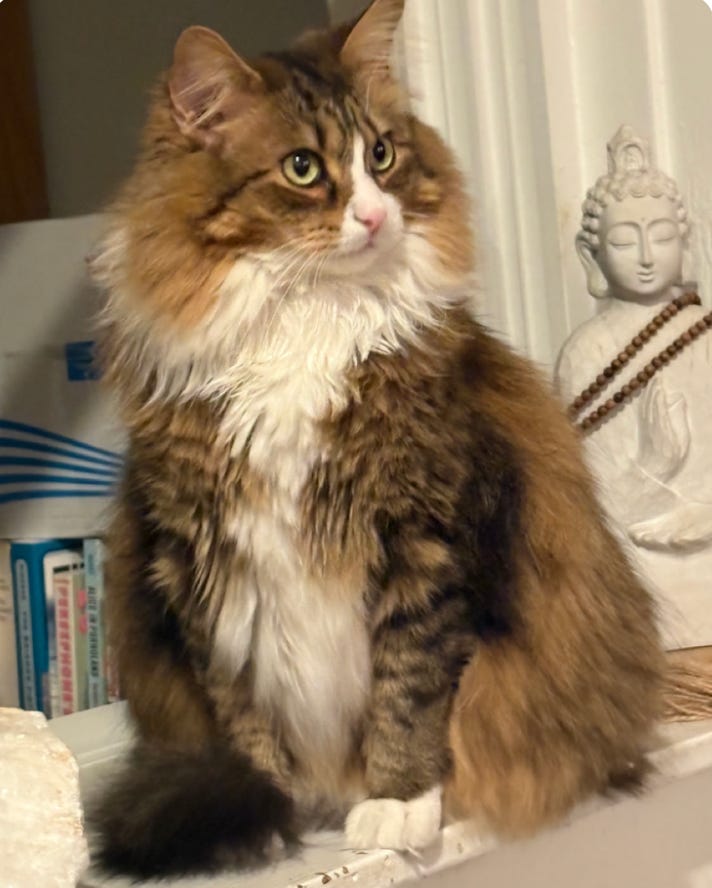 Calico cat on ledge with buddha statue beside him; he is sittin gup alert with very green eyes Calico cat on ledge with buddha statue beside him; he is sittin gup alert with very green eyes