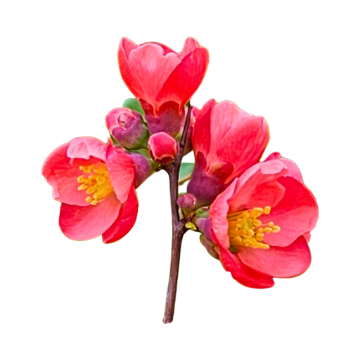 The Heart of Knowledge | Kaitlin Smith