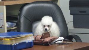 Boss Dog at Desk
