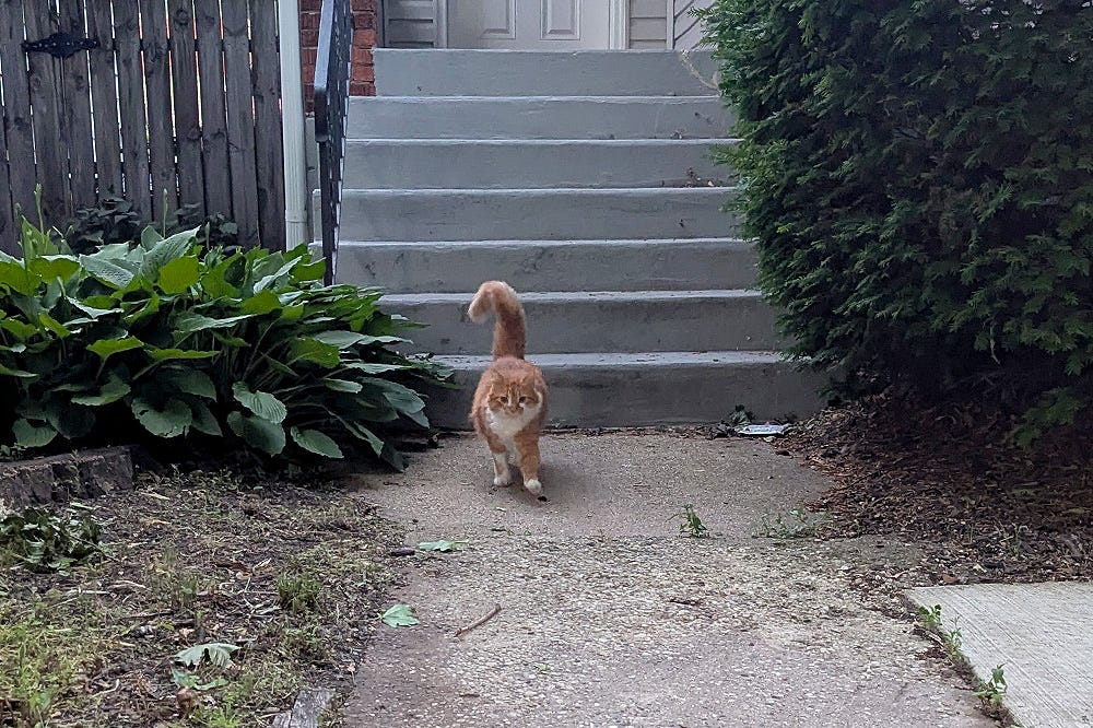 a fluffy orange and white cat merrily walks in front of a stoop