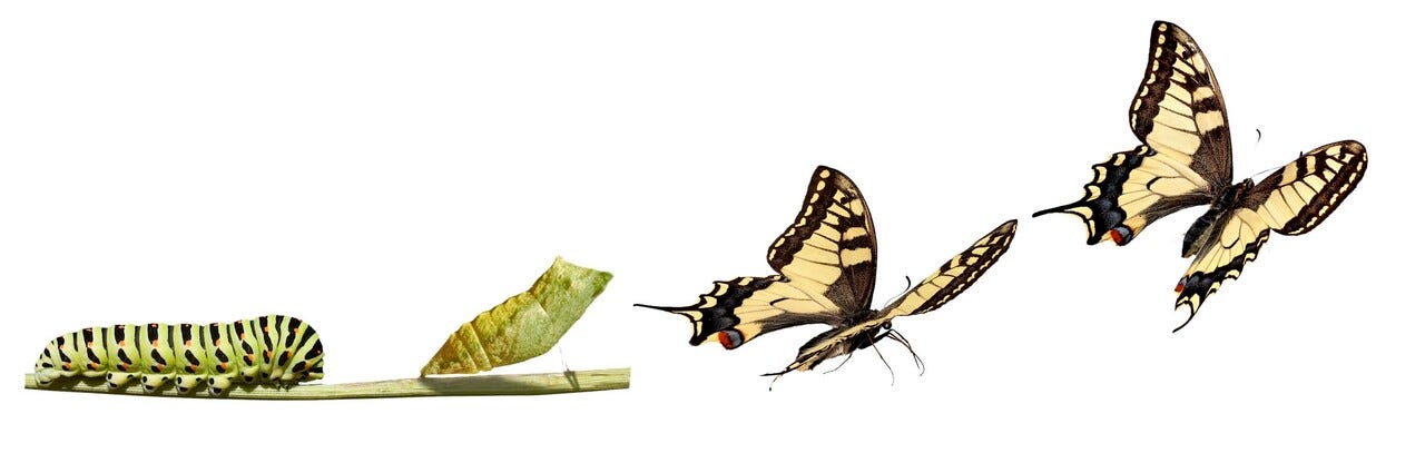 Images of a caterpillar transforming into a butterfly