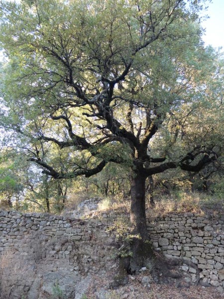 1news_oak_chapel_laroquebrussanne
