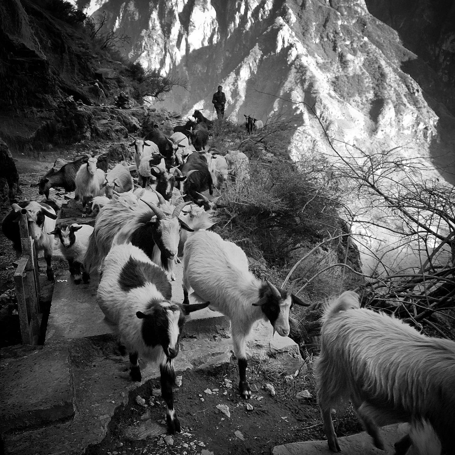 Shepherd with his herd. Tiger Leaping Gorge, Yunnan Province.