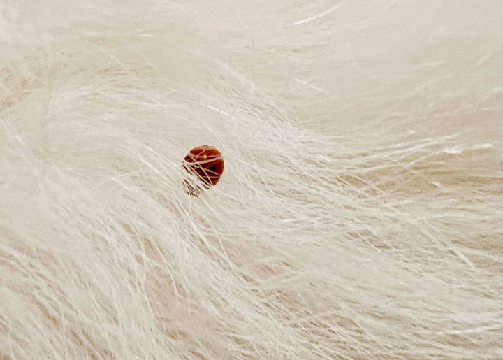 Great Pyrenees dog with a lady bug in his fur