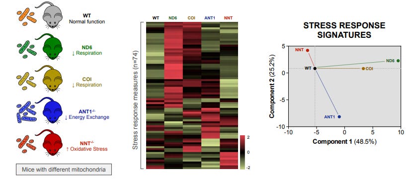 Mitochondria Regulate Stress Responses in Mice Mitochondria Regulate Stress Responses in Mice