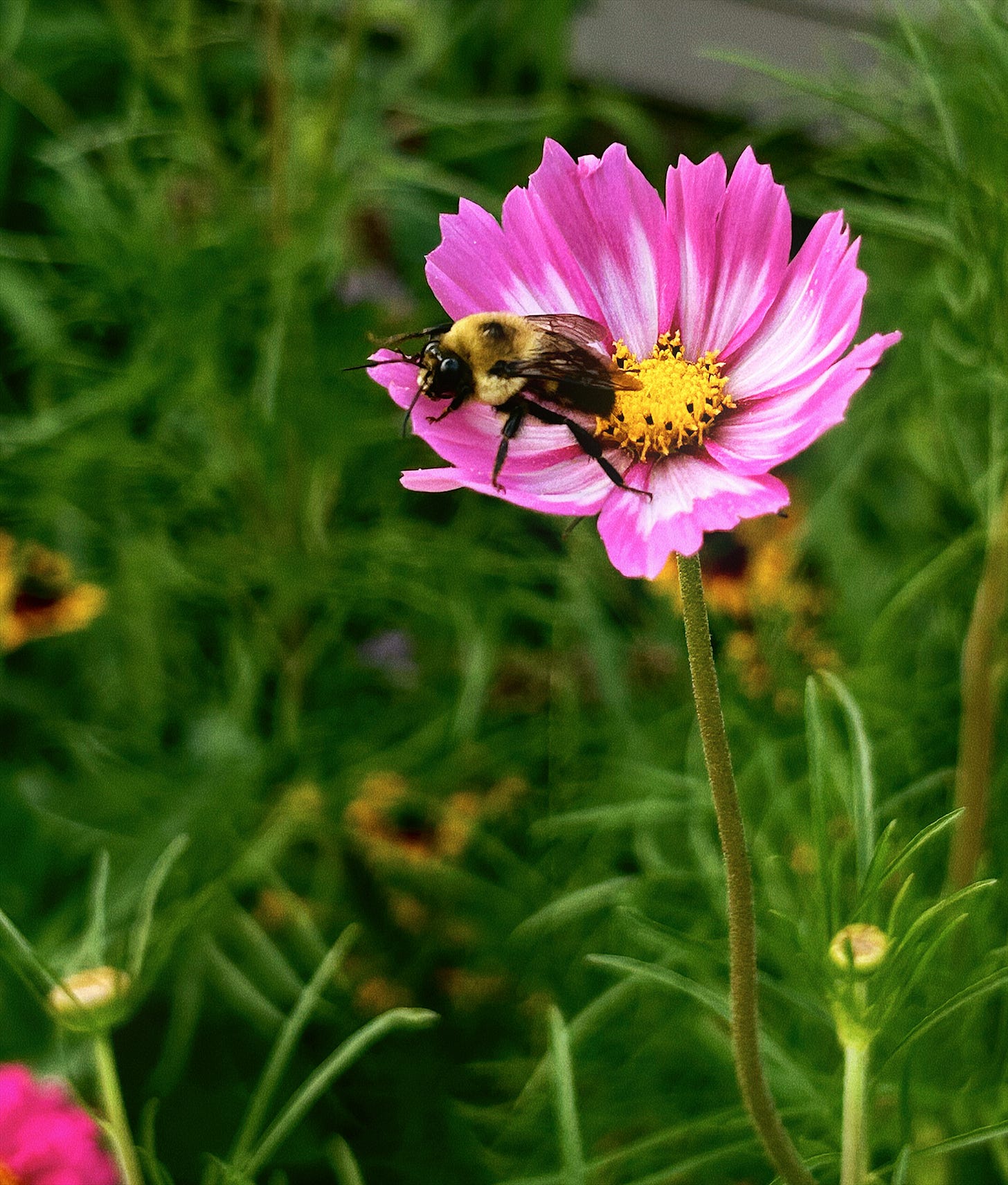 Brown-Belted Bumble Bee