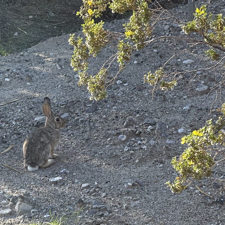 Two photos: one of a small rabbit in the desert and one of a cluster of bees on a tree trunk.
