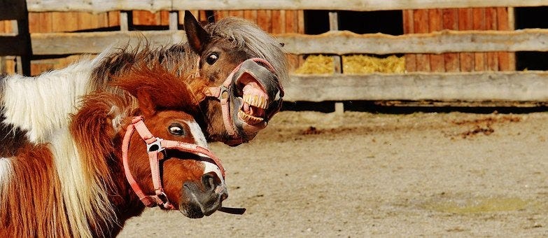 Horses, Play, Funny, Animal, Seahorses