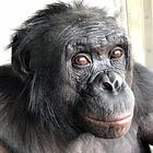Did Kanzi the bonobo understand language?