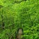 Cedar Creek Nature Notes