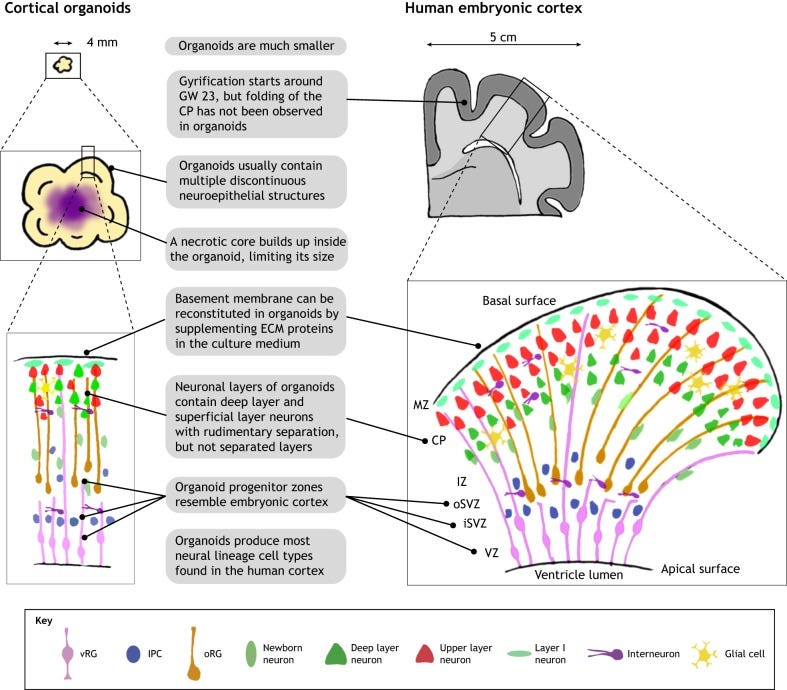 Brain organoids: advances, applications and challenges - PMC Brain organoids: advances, applications and challenges - PMC