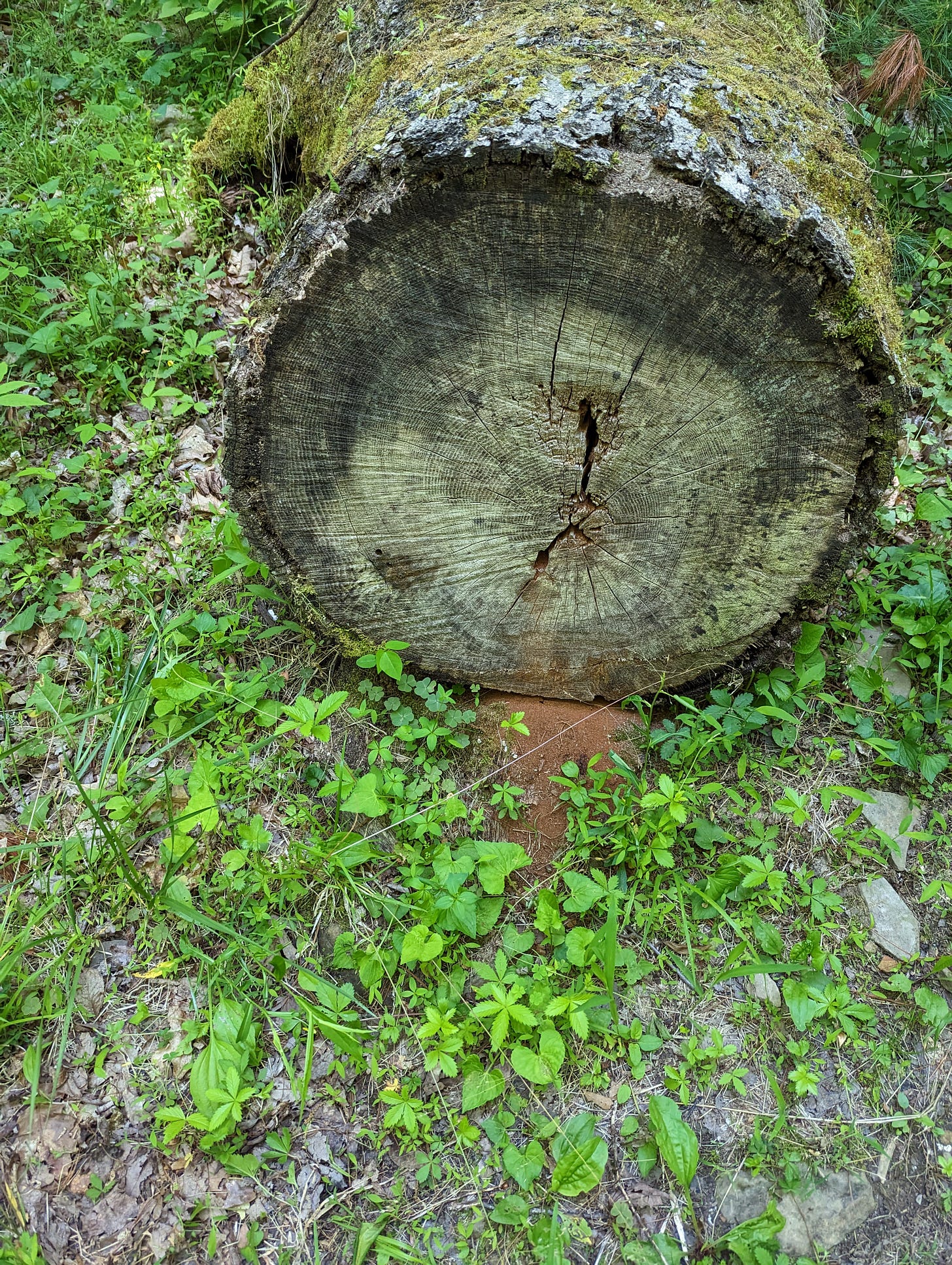 Old Oak Tree Naturalist With Numbers