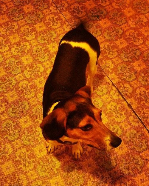 beagle wagging his tail