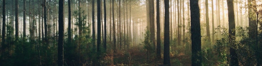 photography of tall trees at daytime
