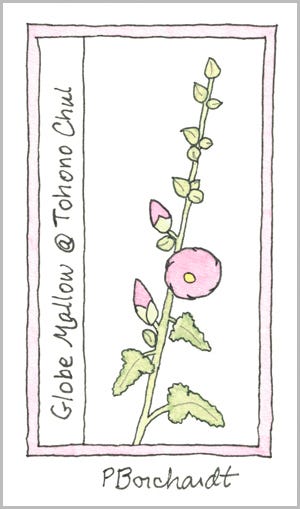 Globe Mallow @ Tohono Chul (pen & watercolor)