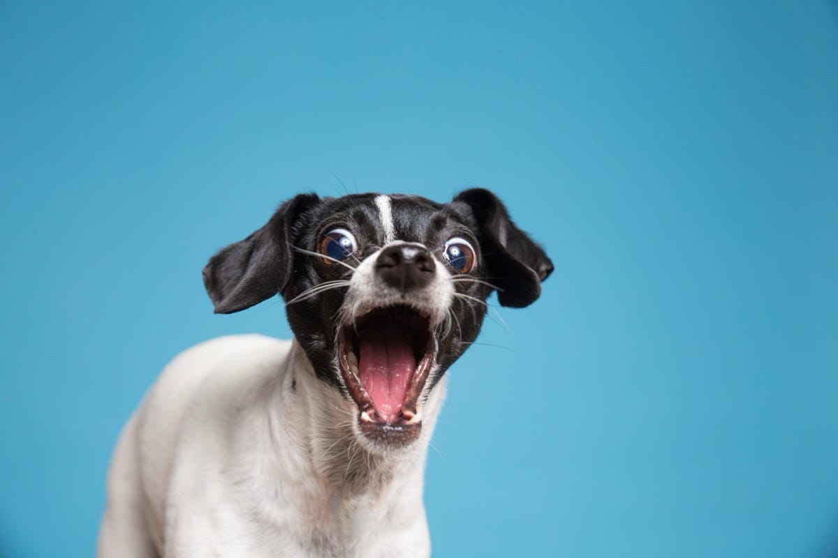 Annette Shaff/shutterstock.com