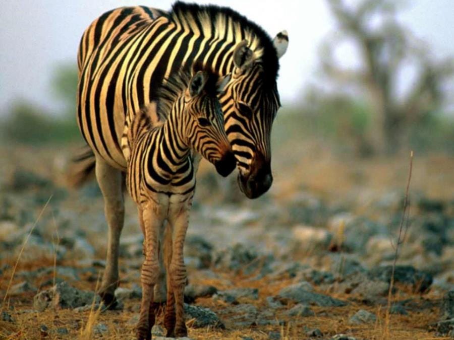 Environmental And Wildlife Conservation Opportunities Environmental And Wildlife Conservation Opportunities