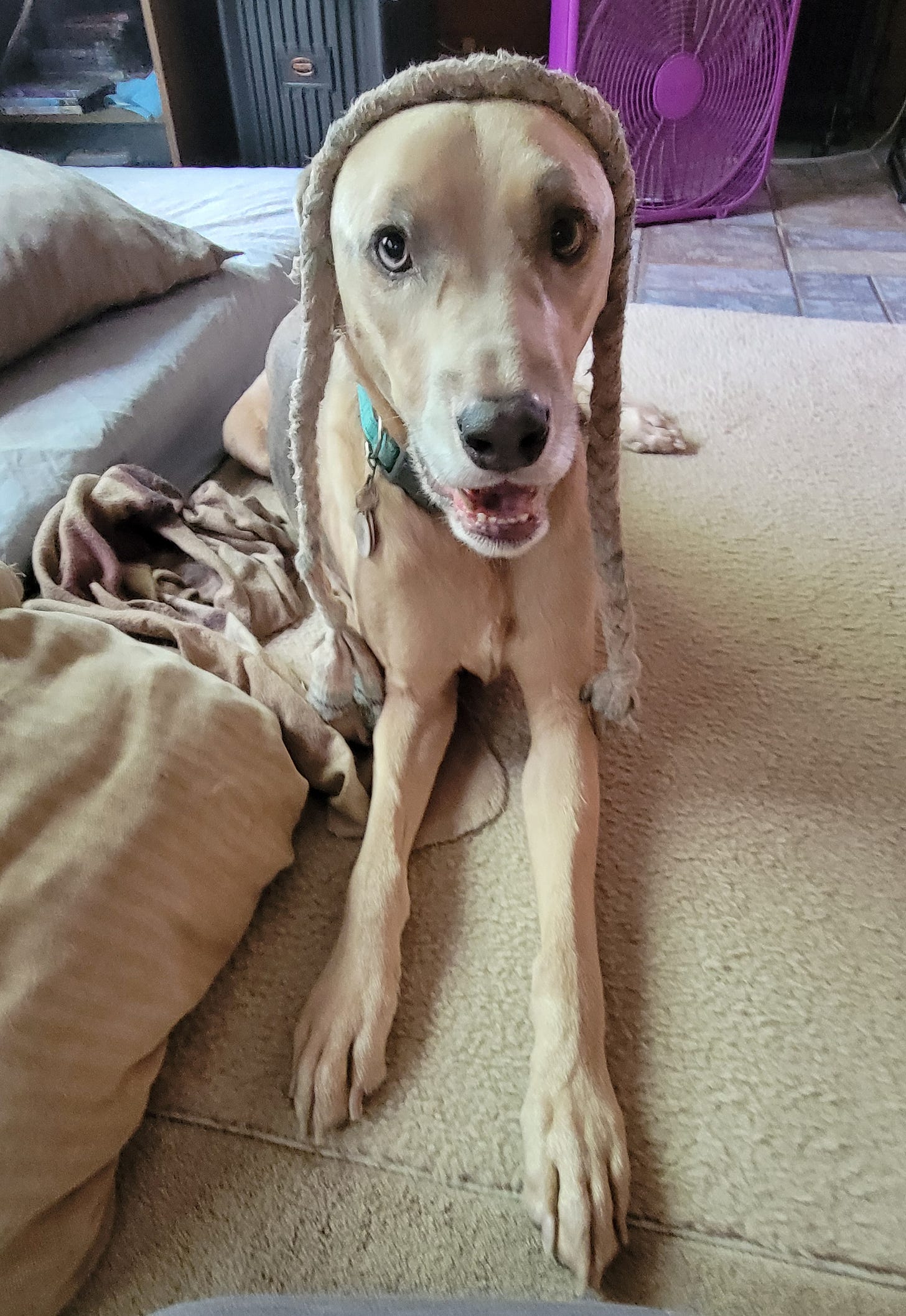 Big dog with a braided rope toy on his head. He's practicing a trick and working on his patience. He's such a good boy.