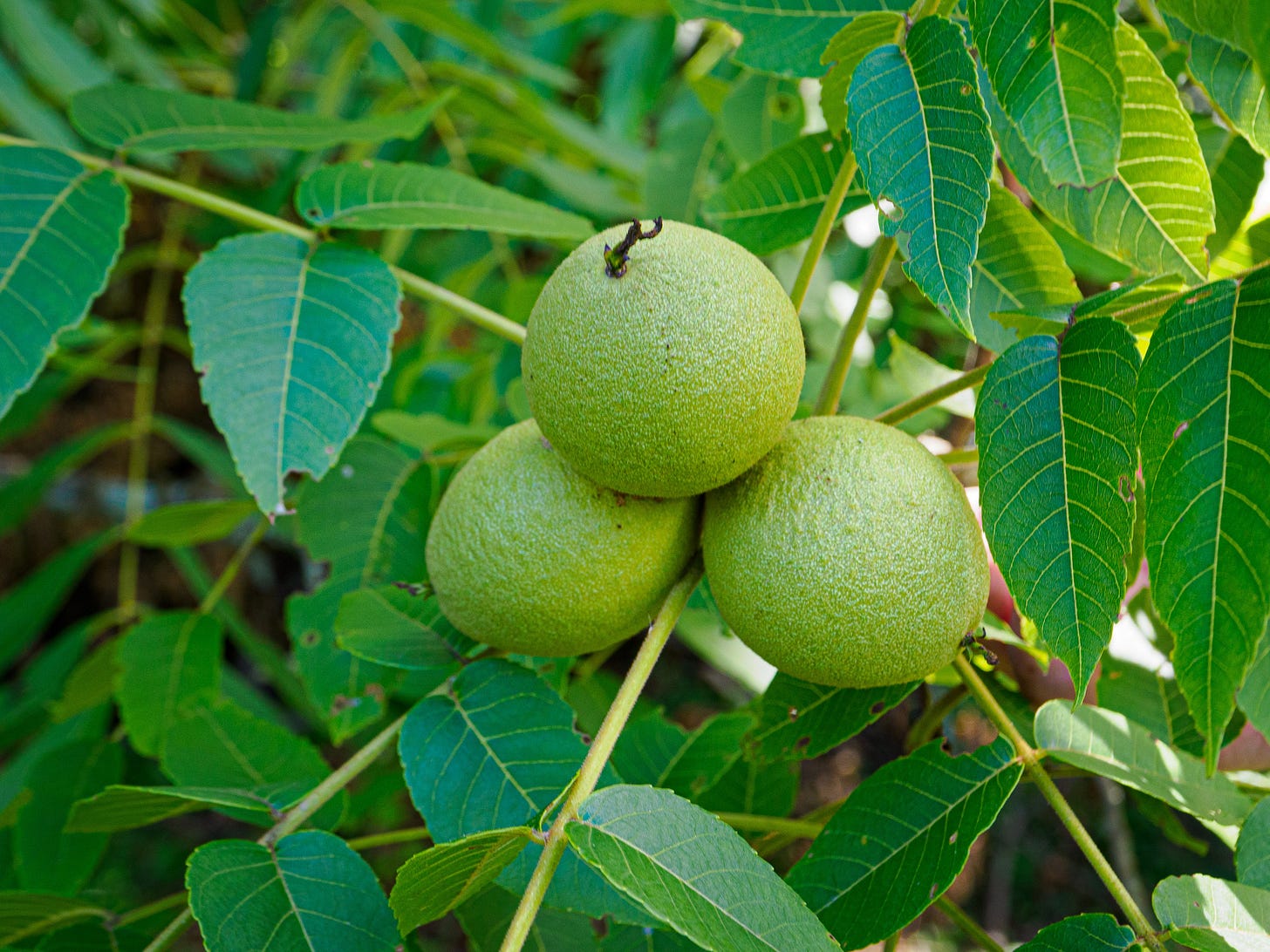 Black walnut Black walnut