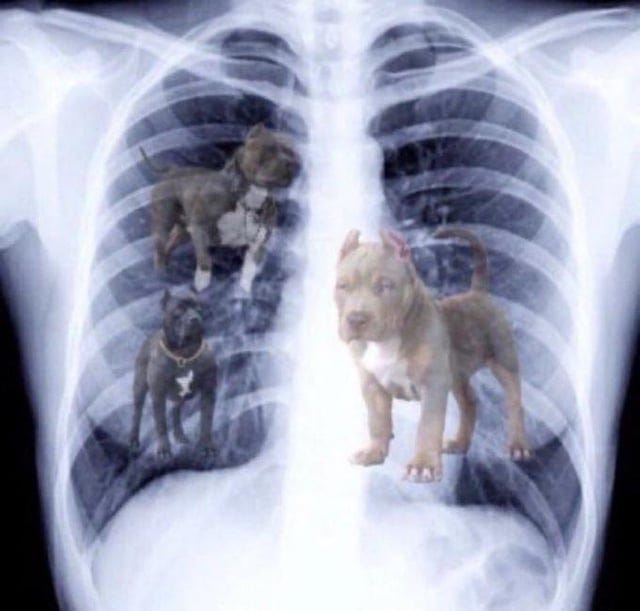 Doctor said I got that dog in me : r/lies