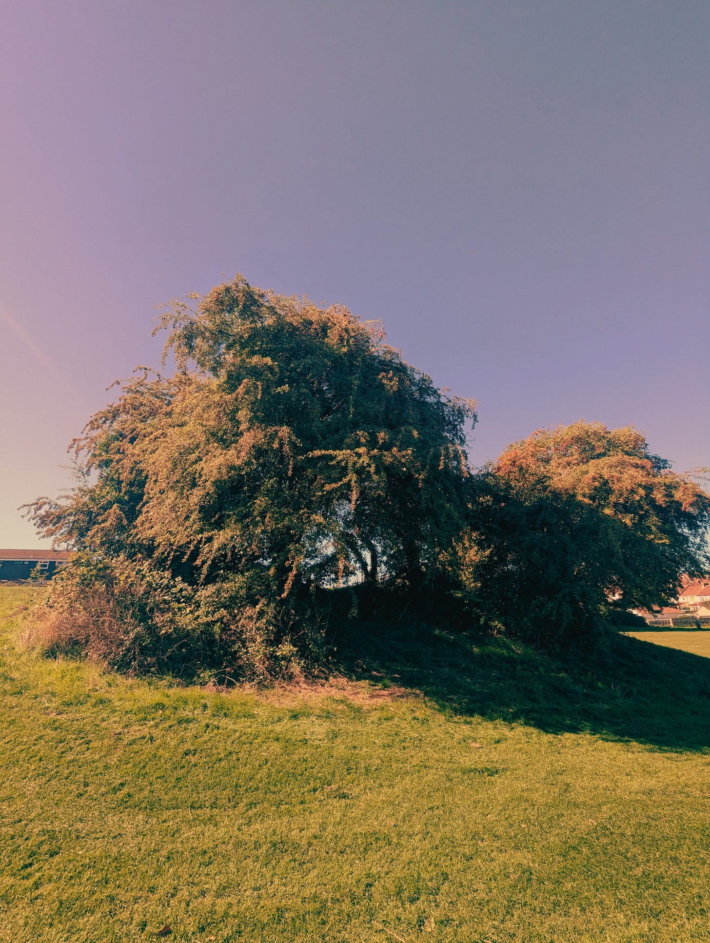 An overgrown hedge in Southey Park, from Never Lost Letters by Stuart Found