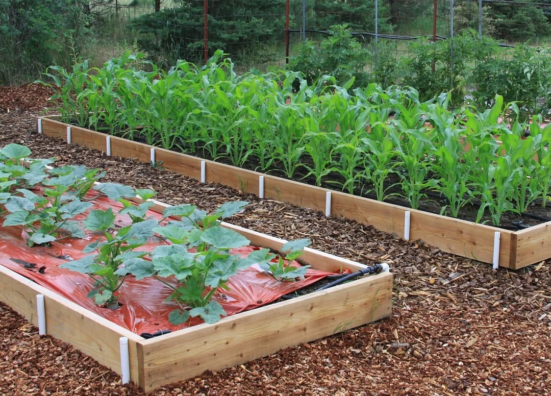 raised garden beds