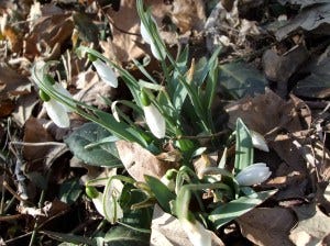 snowdrops