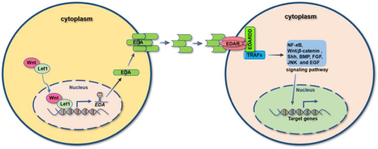 Figure 1 Figure 1