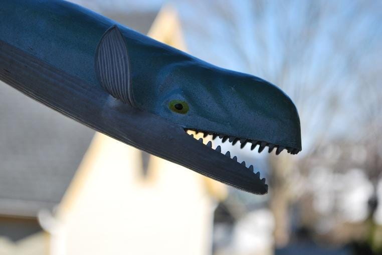 A close-up of a whale's head
AI-generated content may be incorrect. A close-up of a whale's head
AI-generated content may be incorrect.