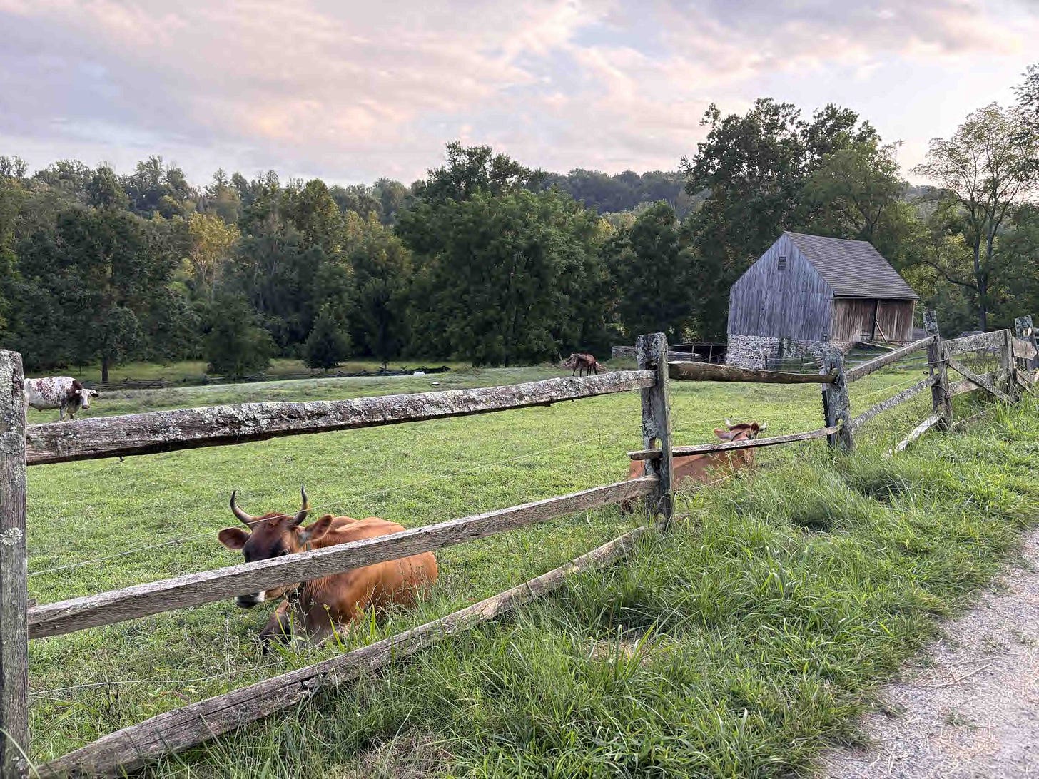 Pennsylvania farm with cows at twilight - peaceful rural life and cozy autumn farm living