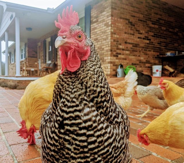 Resolution Chicken Resolution Chicken