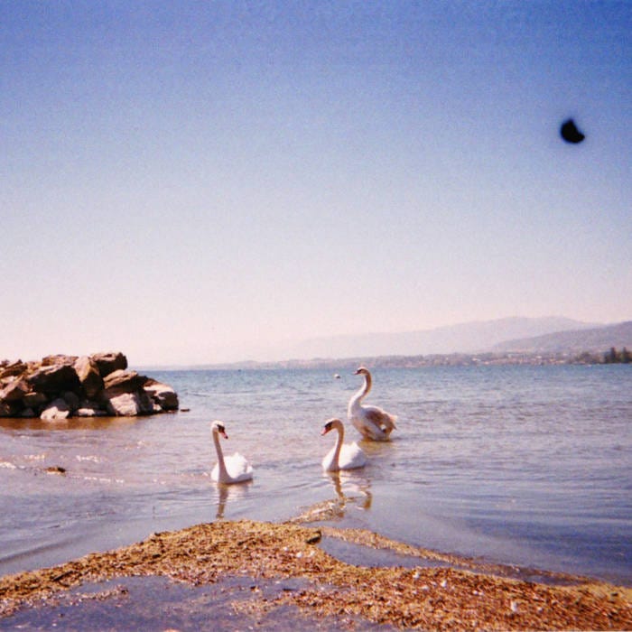 Loss Memory | Coma Cinema Loss Memory | Coma Cinema