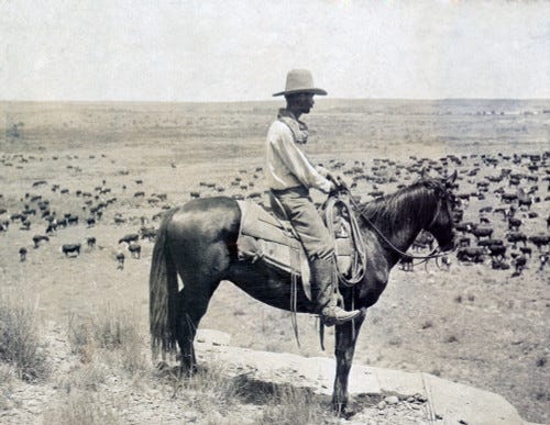 A black and white photo of a Texas cowboy on horseback on a knoll looking down at a herd of cattle on the range - historical A black and white photo of a Texas cowboy on horseback on a knoll looking down at a herd of cattle on the range - historical