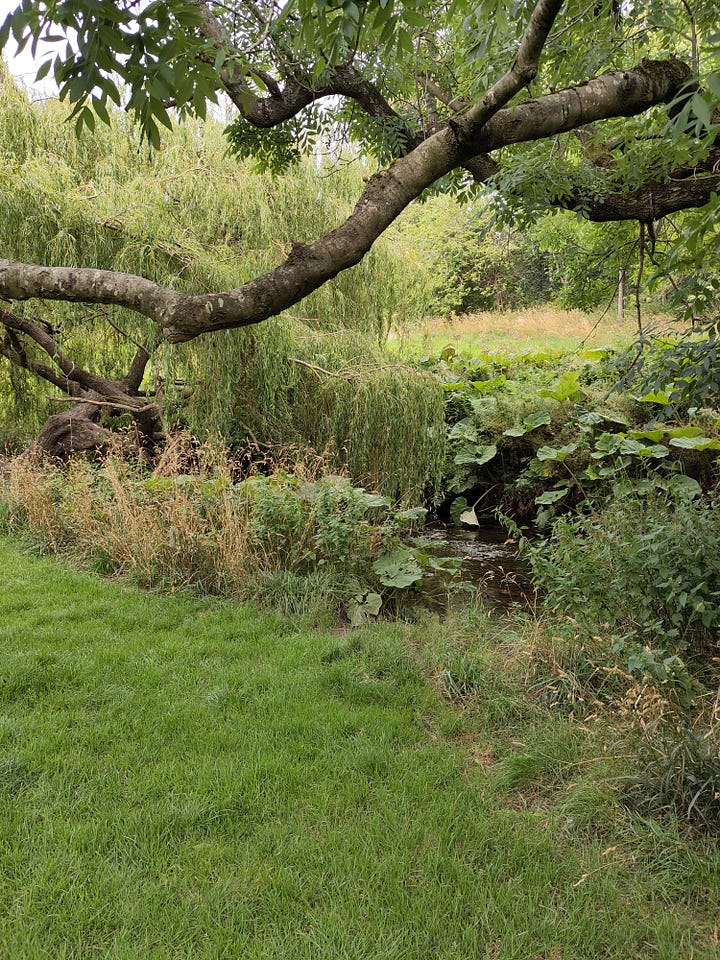 two pictures, the left on is a tree branch extended over a creek. The picture on the right shows two children walking on a path under a willow tree.