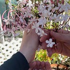 Warm Figs in Fig Caramel: A Recipe by Lex