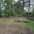 How to establish wildflowers in part to full-shade (part one)