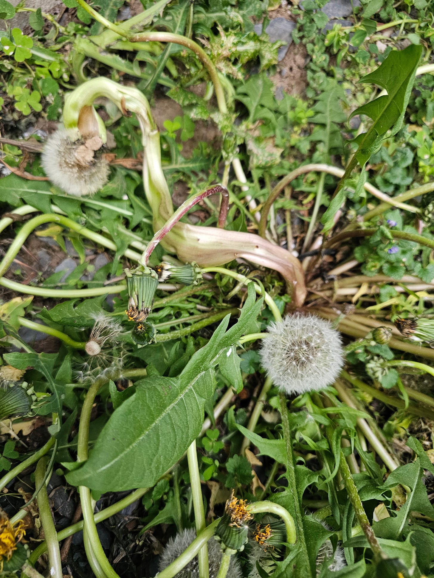 Photograph of Mutant Dandelion 2 as Photographed at Tim Kaney's residence.