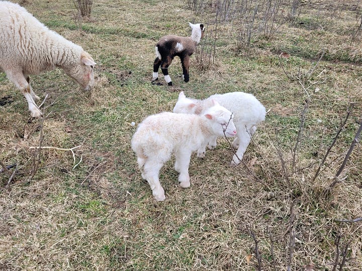 Just Born Lambs!  March 2026