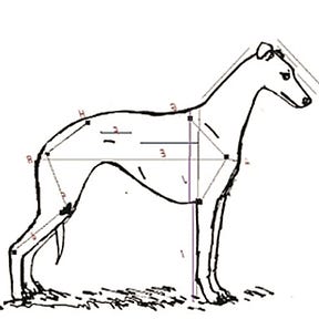 The Whippet
