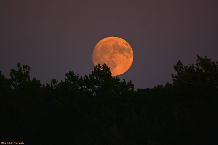 This may contain: the full moon is shining brightly in the night sky over some tree tops and trees This may contain: the full moon is shining brightly in the night sky over some tree tops and trees