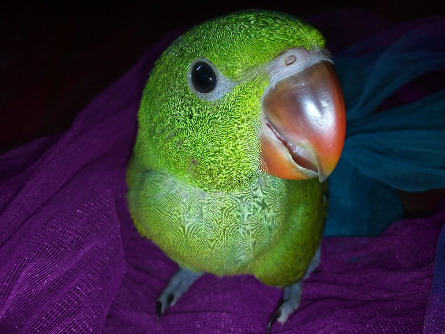 File:Cute parrot.jpg - Wikimedia Commons File:Cute parrot.jpg - Wikimedia Commons