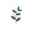 Wild Food • Wild Medicine • Wild You