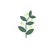 Wild Food • Wild Medicine • Wild You