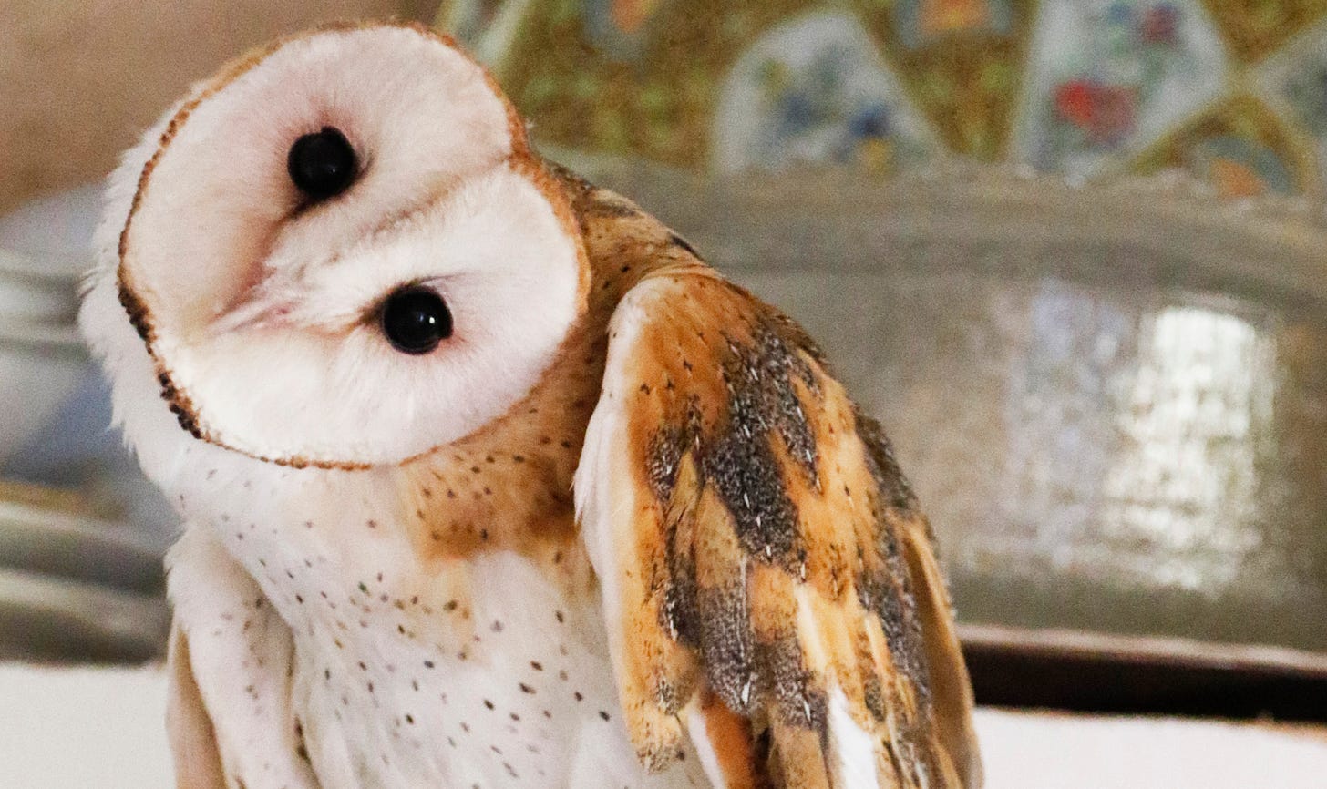 This is why white barn owls exist This is why white barn owls exist