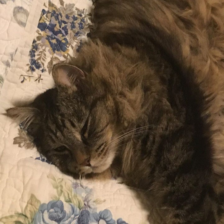 A gallery of four close face photos of Muffin from images from the post.