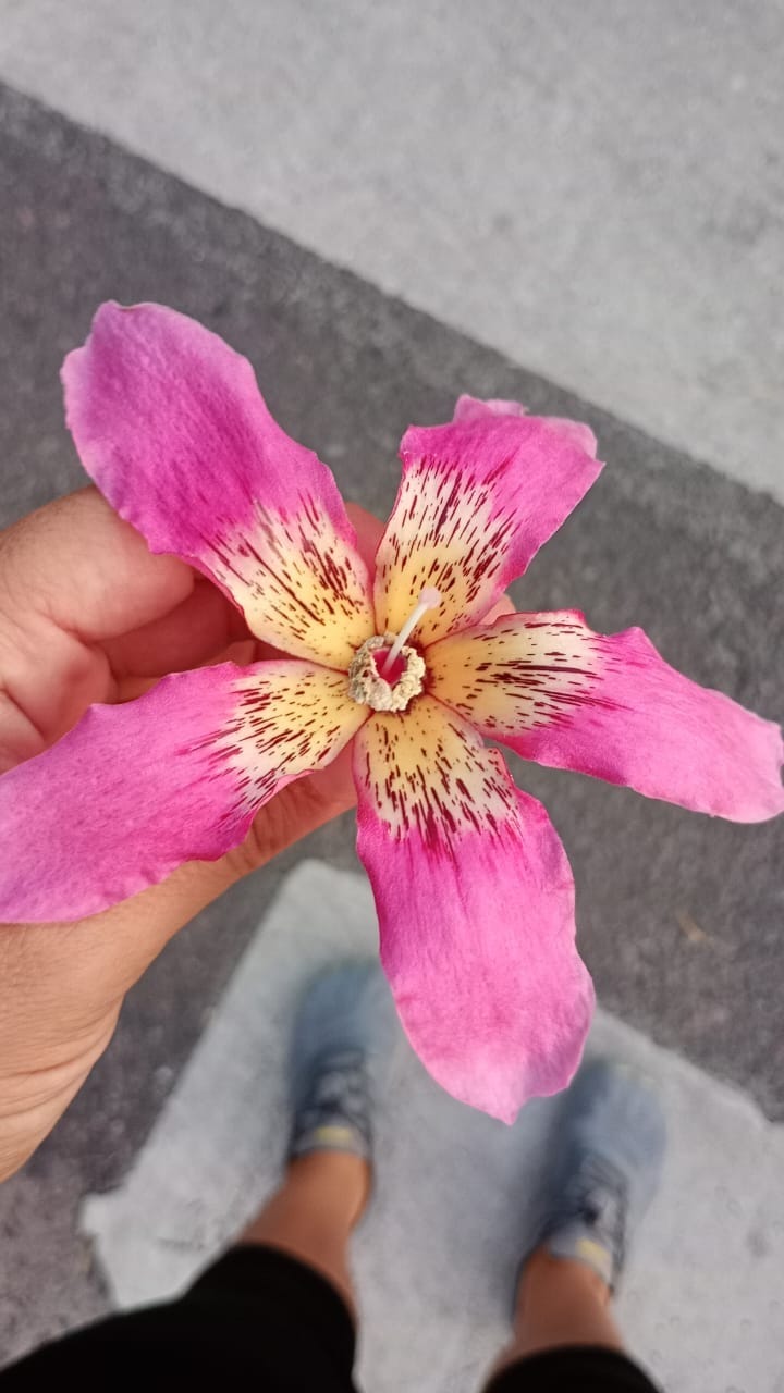 Flor de palo borracho. Villa Urquiza, Buenos Aires.