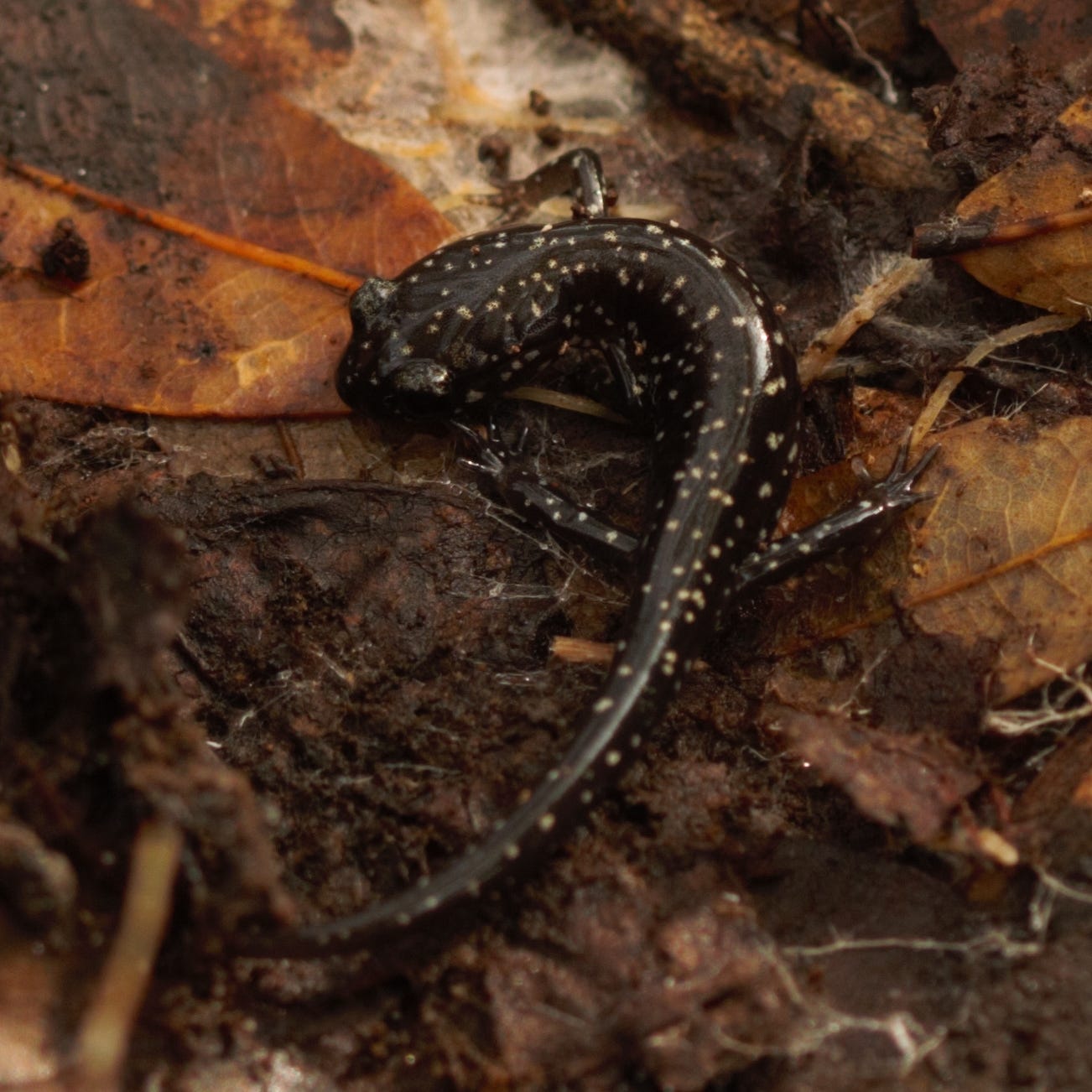 A shiny black salamander with many white spots, like stars in a night sky, curled up on some damp brown leaves A shiny black salamander with many white spots, like stars in a night sky, curled up on some damp brown leaves