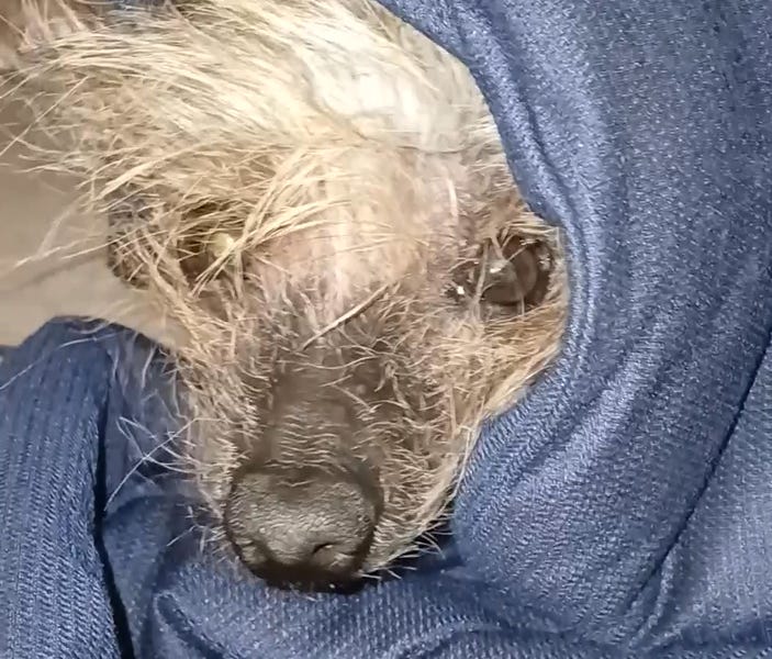 I miss you so much. 😭 I will see you again one day soon. ♥️🙏🐶 R.I.P.